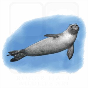 Hawaiian Monk Seal illustration