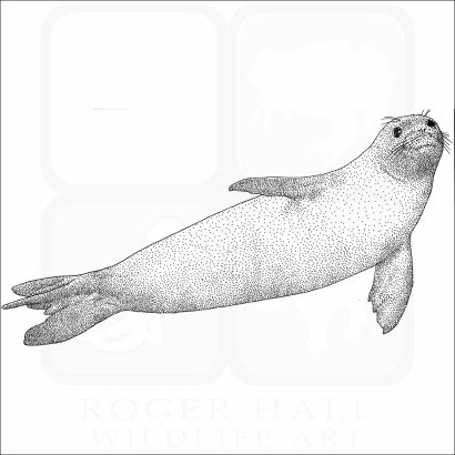 Hawaiian Monk Seal