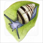 Hawaiian Tree Snail illustration