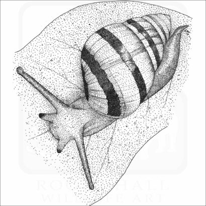 Hawaiian Tree Snail