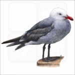 Heermann's Gull illustration