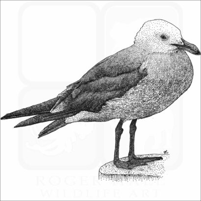 Heermann's Gull