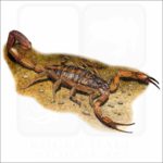 Hentz Striped Scorpion illustration