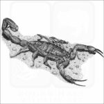 Hentz Striped Scorpion