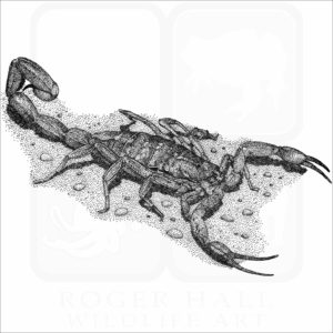 Hentz Striped Scorpion