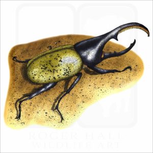 Hercules Beetle illustration