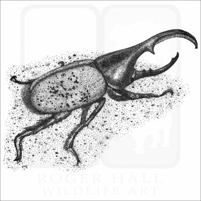 Hercules Beetle