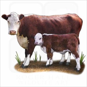 Hereford Cow illustration