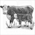 Hereford Cow and Calf