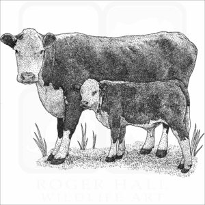Hereford Cow and Calf