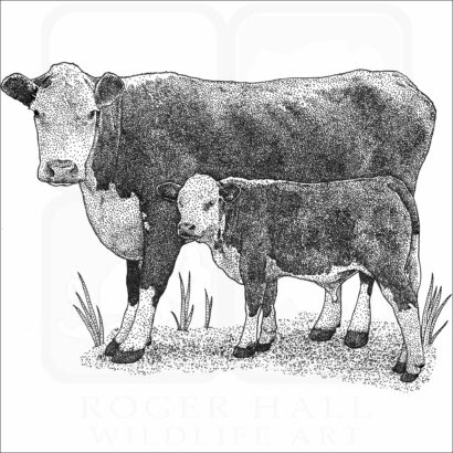 Hereford Cow and Calf
