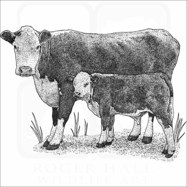 Hereford Cow and Calf