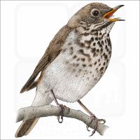 Hermit Thrush illustration