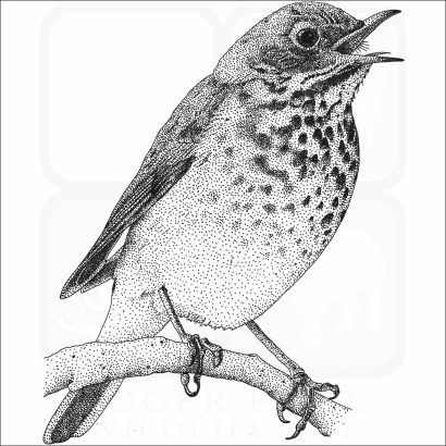 Hermit Thrush