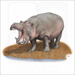 Hippopotamus illustration
