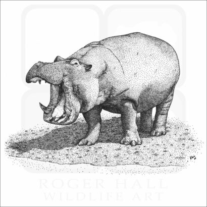 Hippopotamus