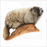 Hoary Marmot illustration