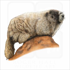 Hoary Marmot illustration