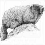Hoary Marmot