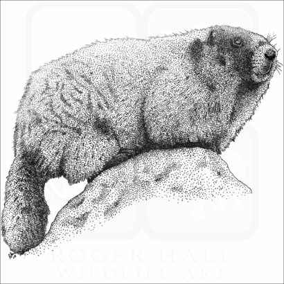 Hoary Marmot