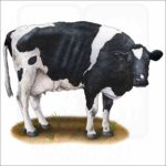 Holstein Cow illustration