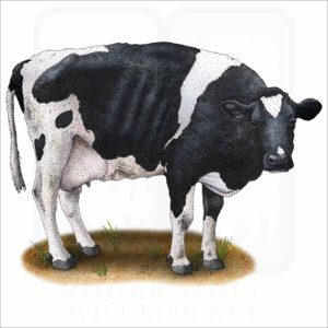 Holstein Cow illustration