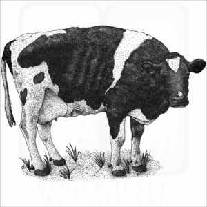 Holstein Cow