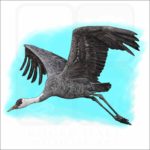 Hooded Crane illustration