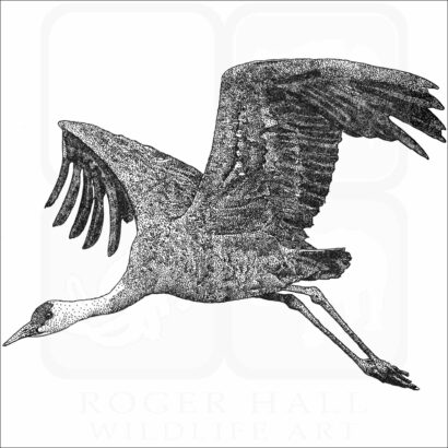 Hooded Crane