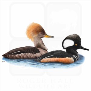 Hooded Mergansers illustration