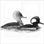 Hooded Mergansers
