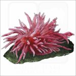 Hopkin's Rose Nudibranch illustration