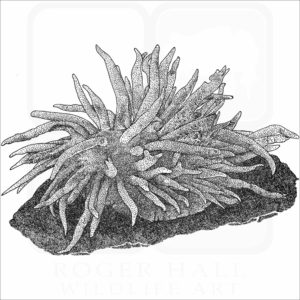 Hopkin's Rose Nudibranch