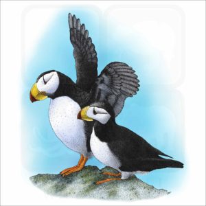 Horned Puffins illustration
