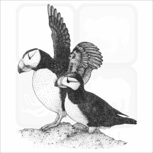 Horned Puffins