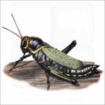 Western Horse Lubber Grasshopper illustration