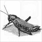 Western Horse Lubber Grasshopper