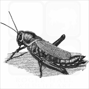 Western Horse Lubber Grasshopper