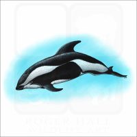 Hourglass Dolphin illustration