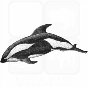Hourglass Dolphin