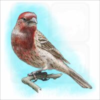 House Finch illustration