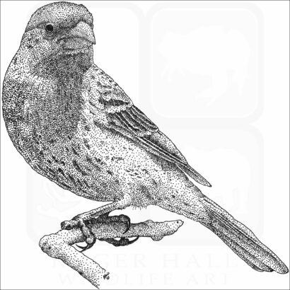 House Finch