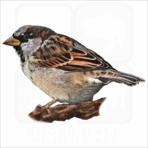 House Sparrow illustration