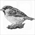 House Sparrow