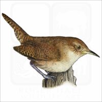 House Wren illustration