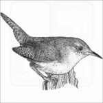 House Wren