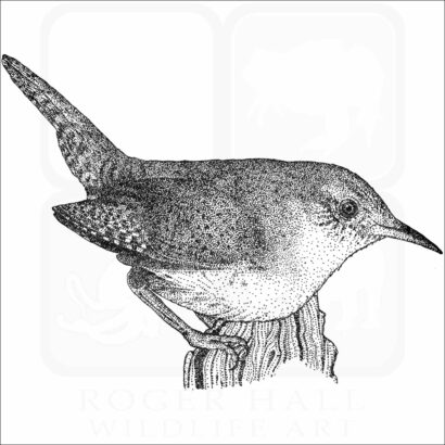 House Wren