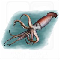 Humboldt Squid