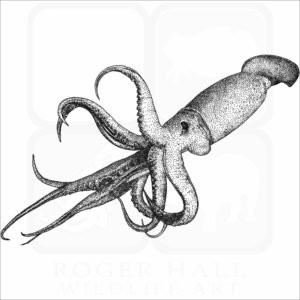 Humboldt Squid illustration