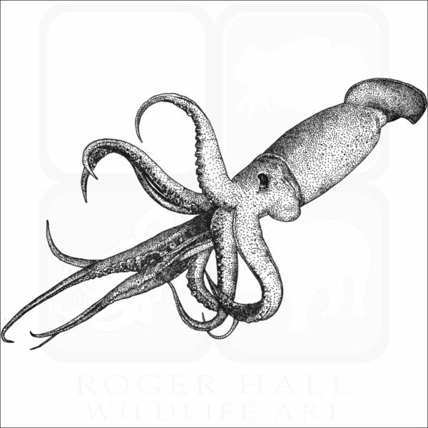 Humboldt Squid illustration